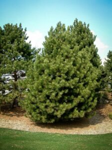 Сосна Чёрная (Pinus Nigra) купить по цене от 270.00р. в интернет-магазине «Посадика» с доставкой почтой в в Осинникие и по всей России – [изображение №1].