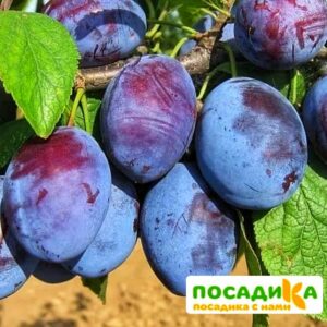 Слива Чачакская ранняя купить по цене от 229.00р. в интернет-магазине «Посадика» с доставкой почтой в в Осинникие и по всей России – [изображение №1].