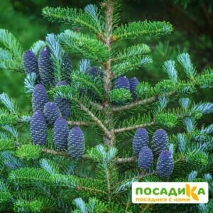 Пихта корейская (Abies koreana) купить по цене от 450.00р. в интернет-магазине «Посадика» с доставкой почтой в в Осинникие и по всей России – [изображение №1].