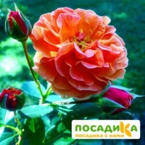 Роза Арабия купить по цене от 350.00р. в интернет-магазине «Посадика» с доставкой почтой в в Осинникие и по всей России – [изображение №1].