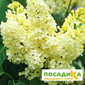 Сирень Примроуз (Primrose) купить по цене от 529.00р. в интернет-магазине «Посадика» с доставкой почтой в в Осинникие и по всей России – [изображение №1].