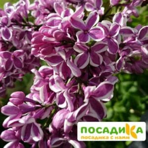 Сирень Сенсация купить по цене от 529.00р. в интернет-магазине «Посадика» с доставкой почтой в в Осинникие и по всей России – [изображение №1].