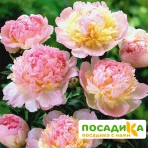 Пион Распберри Сандей (Paeonia Raspberry Sundae) купить по цене от 959р. в интернет-магазине «Посадика» с доставкой почтой в в Осинникие и по всей России – [изображение №1].