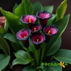 Калла Аура Лейс купить по цене от 400р. в интернет-магазине «Посадика» с доставкой почтой в в Осинникие и по всей России – [изображение №1].