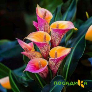 Калла Оникс купить по цене от 450р. в интернет-магазине «Посадика» с доставкой почтой в в Осинникие и по всей России – [изображение №1].