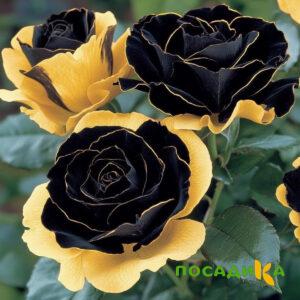 Роза Ханни Сикл купить по цене от 700р. в интернет-магазине «Посадика» с доставкой почтой в в Осинникие и по всей России – [изображение №1].