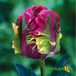 Тюльпан Экзотик Хэвен купить по цене от 186р. в интернет-магазине «Посадика» с доставкой почтой в в Осинникие и по всей России – [изображение №1].
