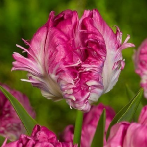 Тюльпан махровый Кул Кристал купить по цене от 400р. в интернет-магазине «Посадика» с доставкой почтой в в Осинникие и по всей России – [изображение №1].